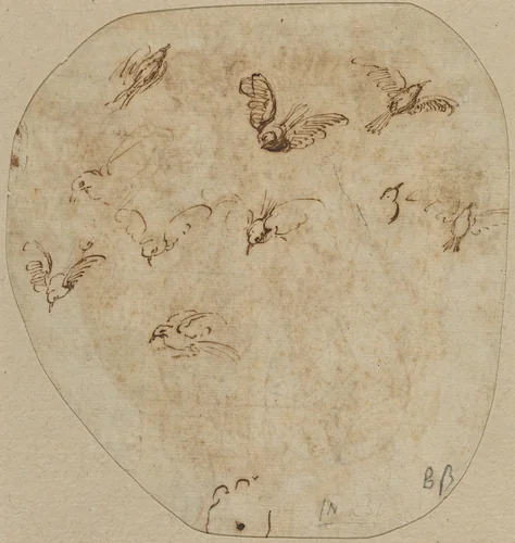 Birds in Flight [verso] by Girolamo Mazzola Bedoli, drawing, 1500-1569