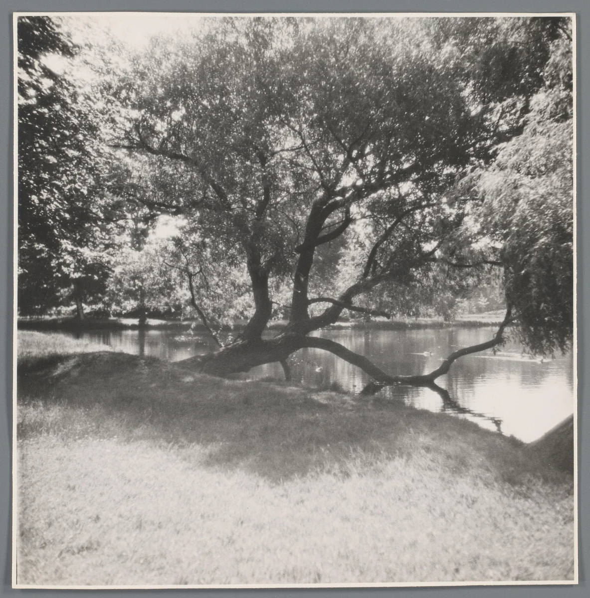 Boom in het water by anonymous, photograph, 1900-2000