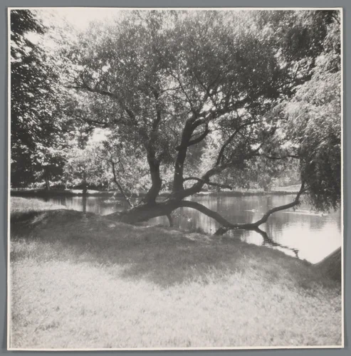 Boom in het water by anonymous, photograph, 1900-2000