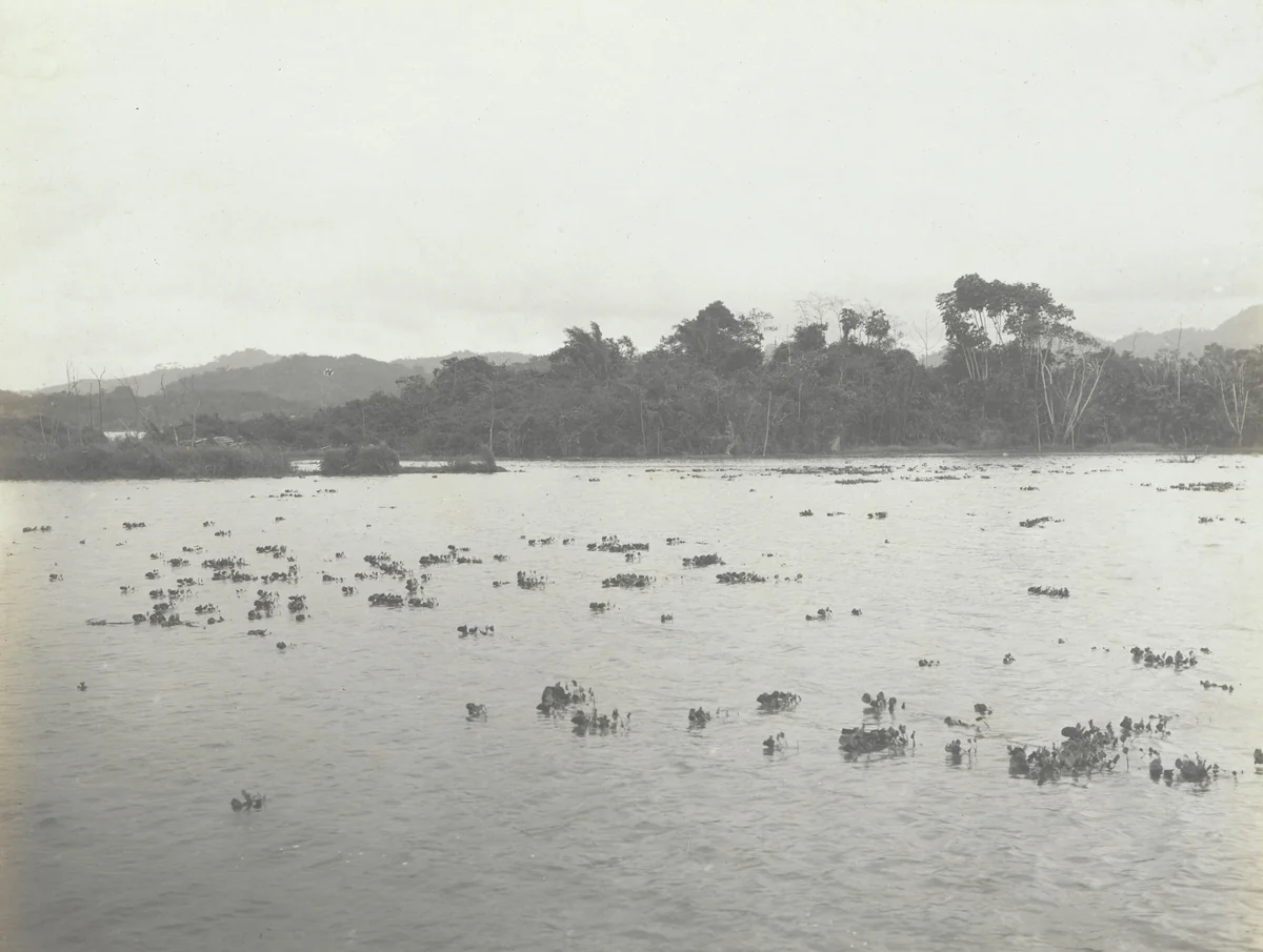 Water Hyacinths. Young plants near Canal channel by Unidentified Photographer, photograph, 1915