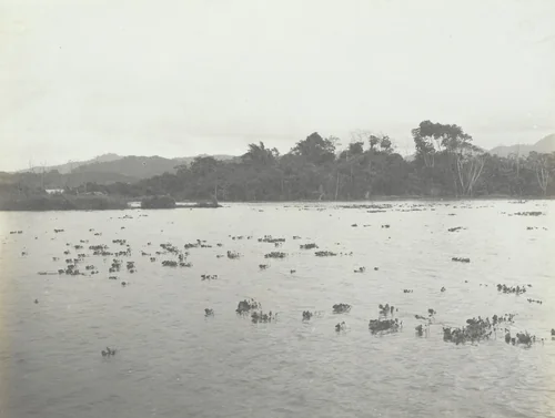 Water Hyacinths. Young plants near Canal channel by Unidentified Photographer, photograph, 1915