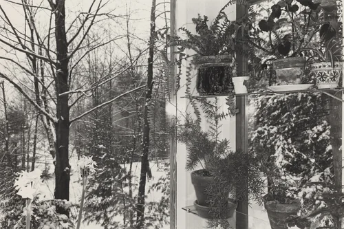 Wall of Potted Plants and Trees, Putney, Vermont by Lee Friedlander, photograph, 1972