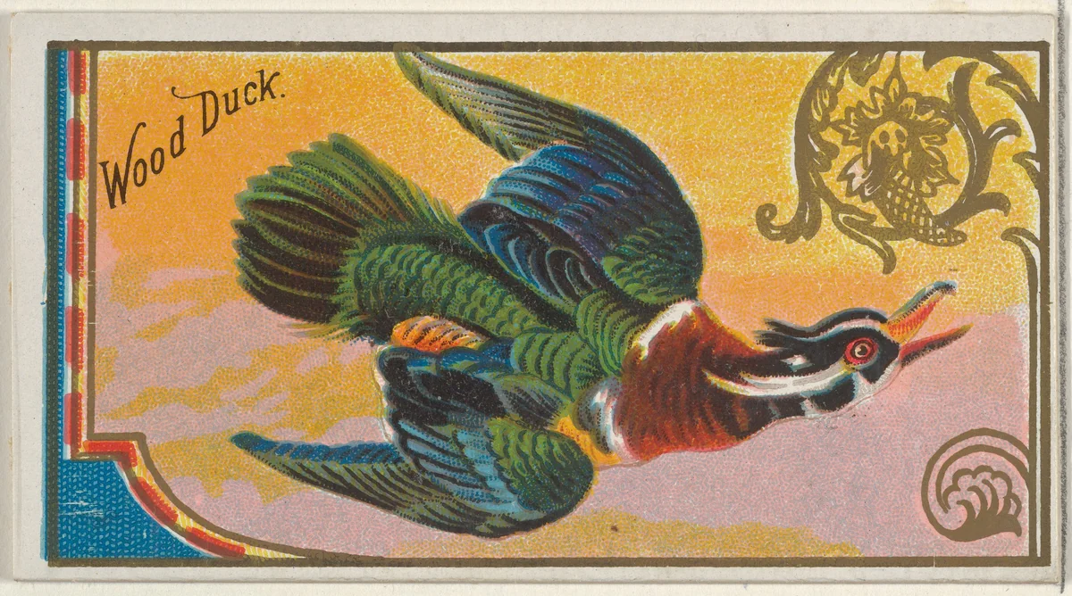 Wood Duck, from the Game Birds series (N13) for Allen & Ginter Cigarettes Brands by Allen & Ginter, print, 1889