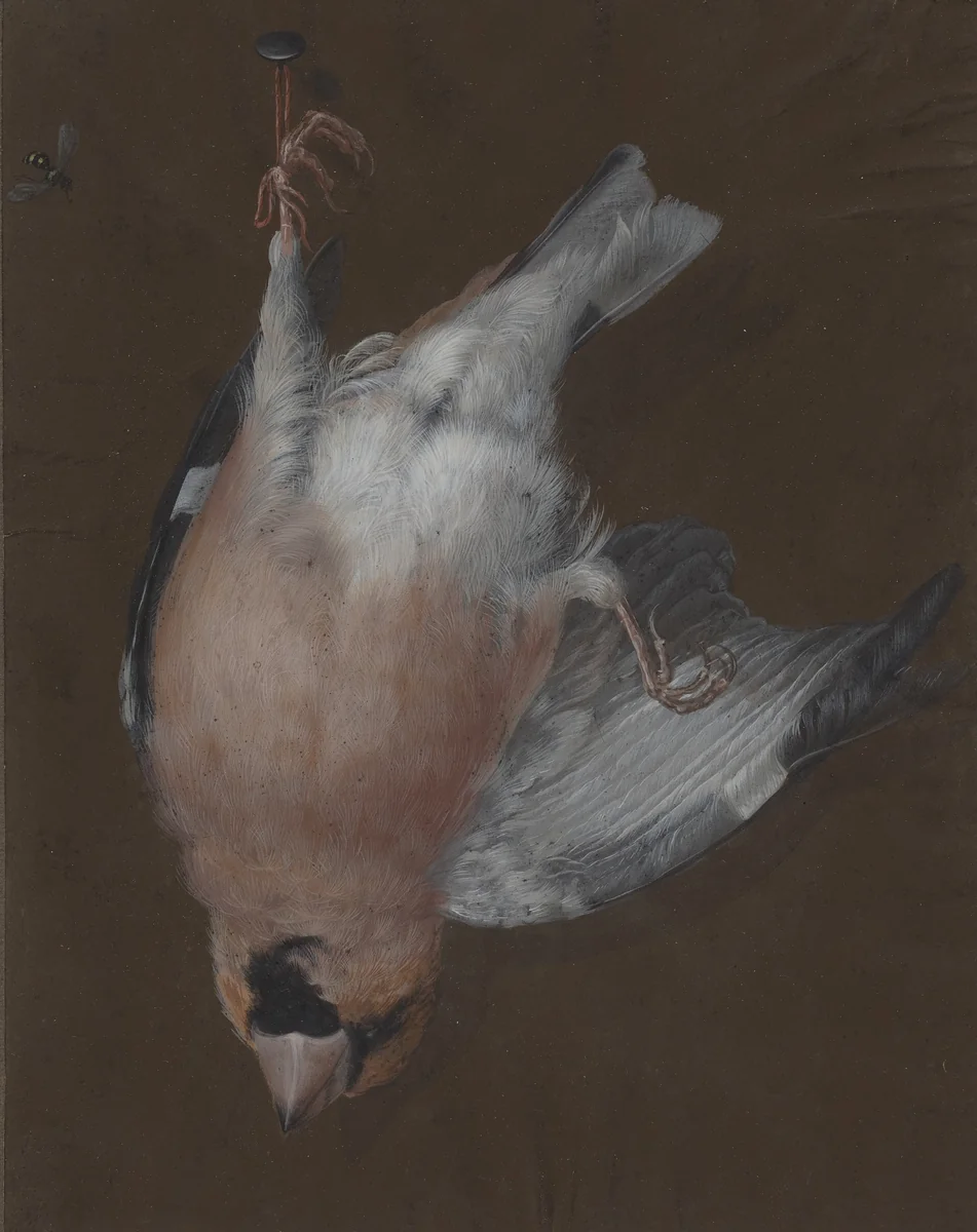 A Rose-Breasted Finch Hanging from a Nail by Barbara Dietzsch, drawing, 1760
