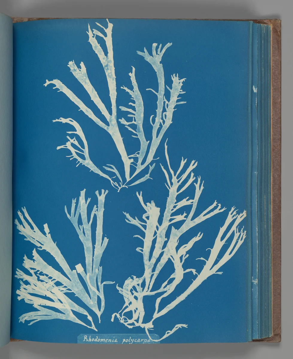 Rhodomenia Polycarpa by Anna Atkins, photograph, 1851-1855