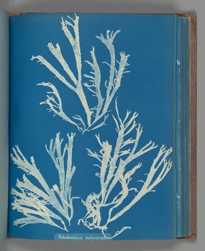 Rhodomenia Polycarpa by Anna Atkins, photograph, 1851-1855
