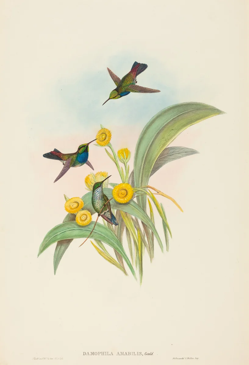Damophila amabilis (Blue-breasted Hummingbird) by John Gould, print, 1804-1881