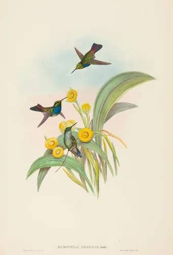 Damophila amabilis (Blue-breasted Hummingbird) by John Gould, print, 1804-1881
