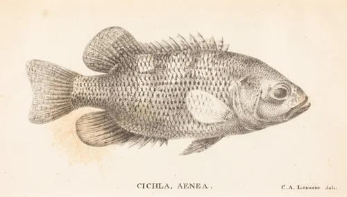Cichla, Aenea by Charles Alexandre Lesueur, print, 1822