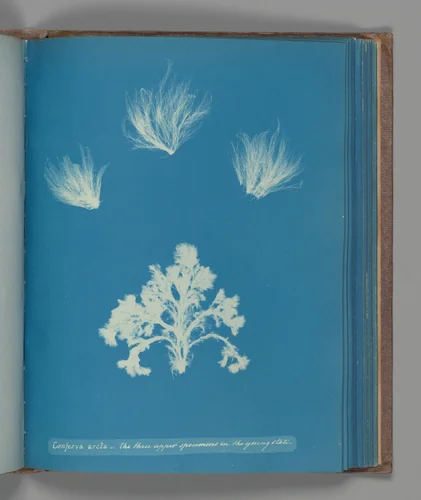 Confera arcta - the three upper specimens in the young state by Anna Atkins, photograph, 1851-1855