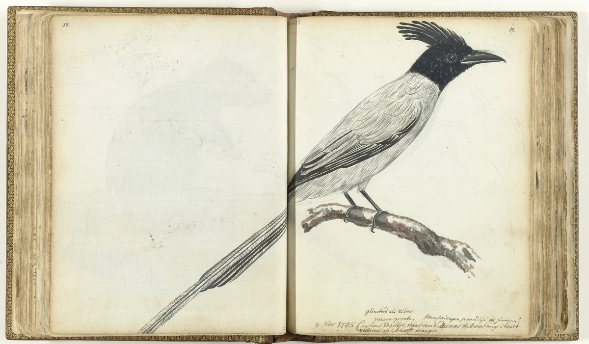 Paradise Flycatcher by Jan Brandes, drawing, 1785