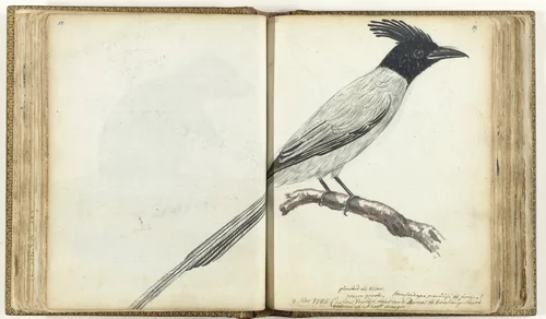 Paradise Flycatcher by Jan Brandes, drawing, 1785
