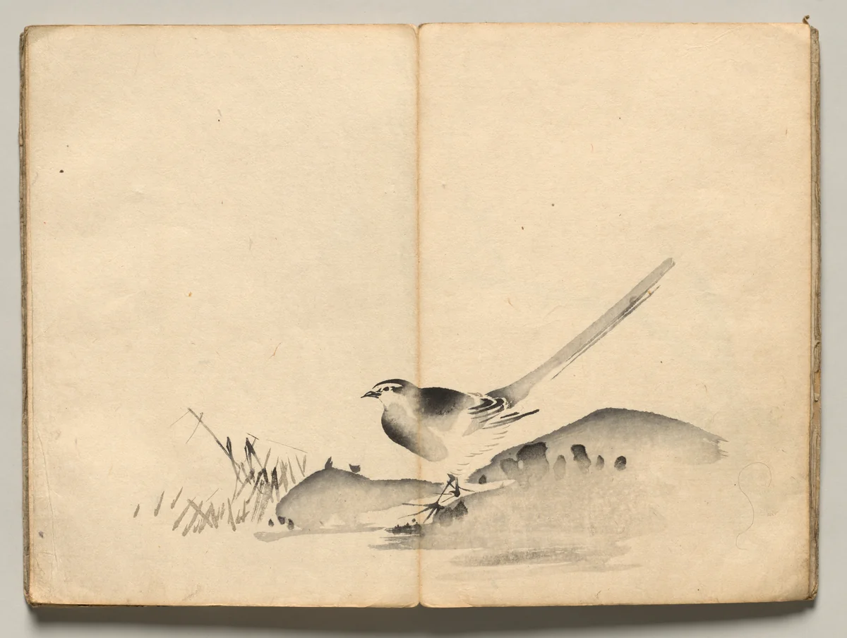 Azure-Winged Magpie from Ōkyo Picture Book by Maruyama Ōkyo (円山応挙), book, 1850