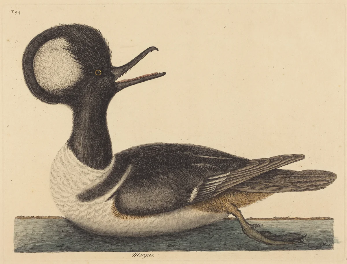 The Round Crested Duck (Mergus cucullatus) by Mark Catesby, print, 1731-1743