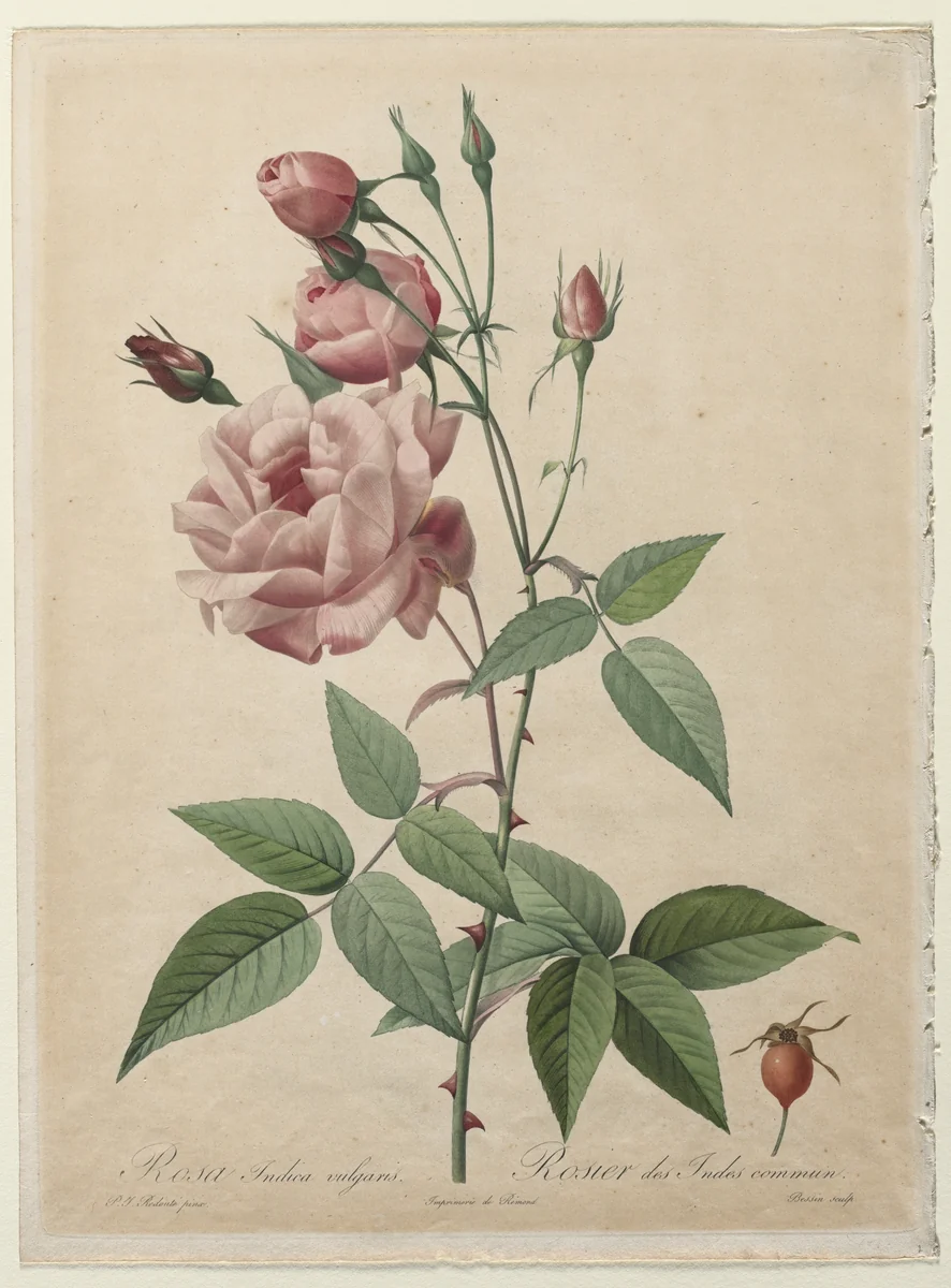 The Roses: China or Bengal Rose by Henry Joseph Redouté, print, 1817-1824