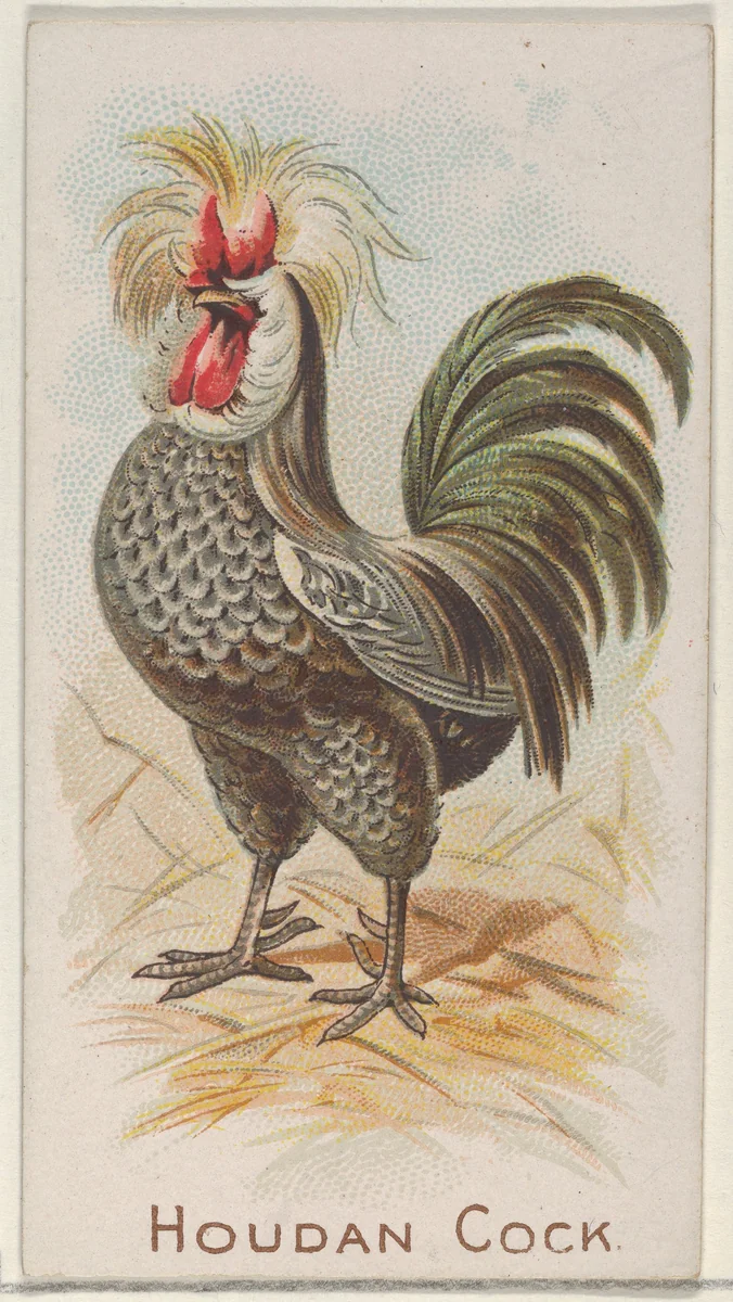 Houdan Cock, from the Prize and Game Chickens series (N20) for Allen & Ginter Cigarettes by Allen & Ginter, print, 1891