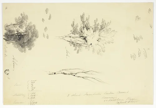 Sketches of Elm and Ash Trees by Joseph Mallord William Turner, drawing, 1795-1851