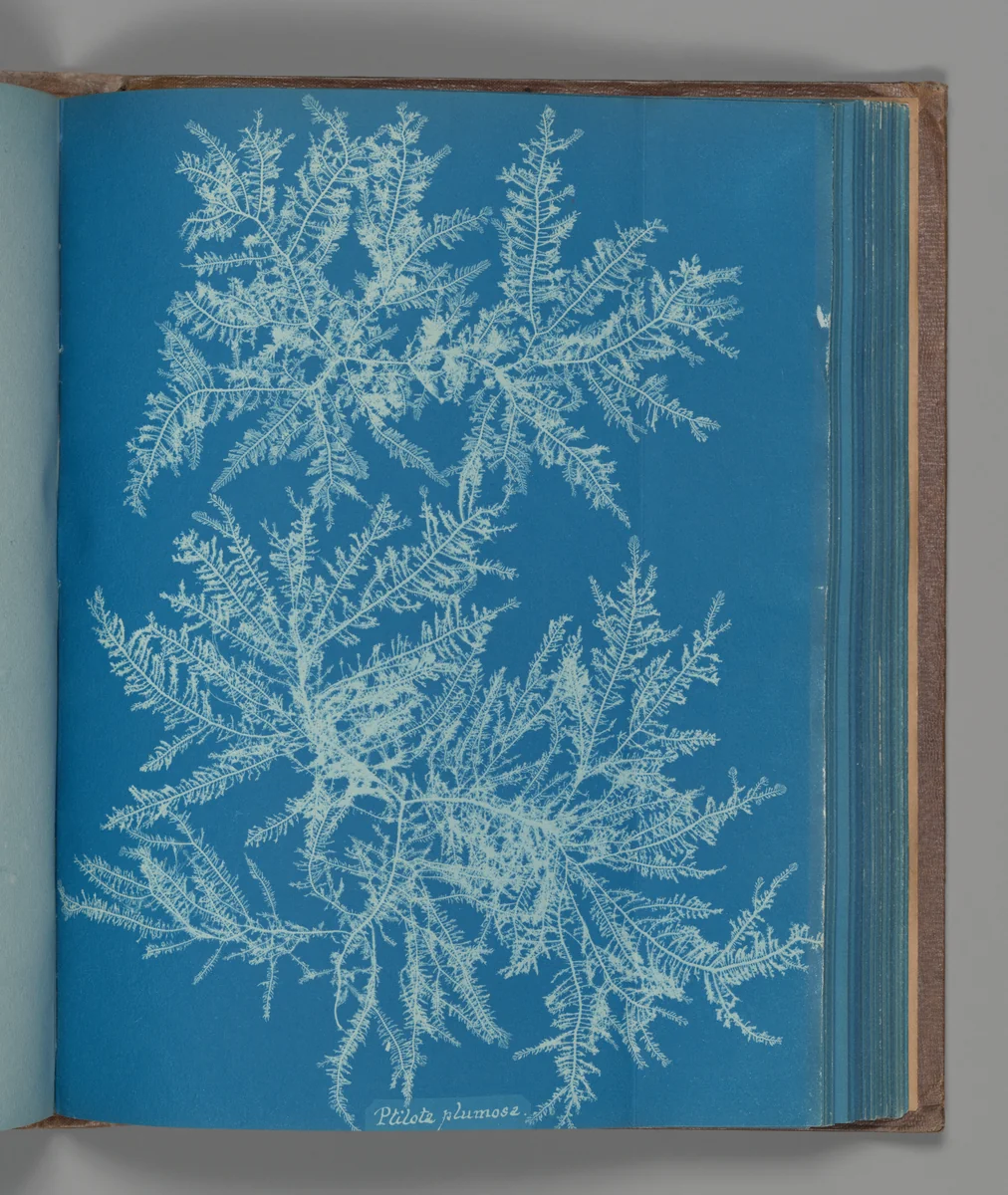 Ptilota plumosa by Anna Atkins, photograph, 1851-1855