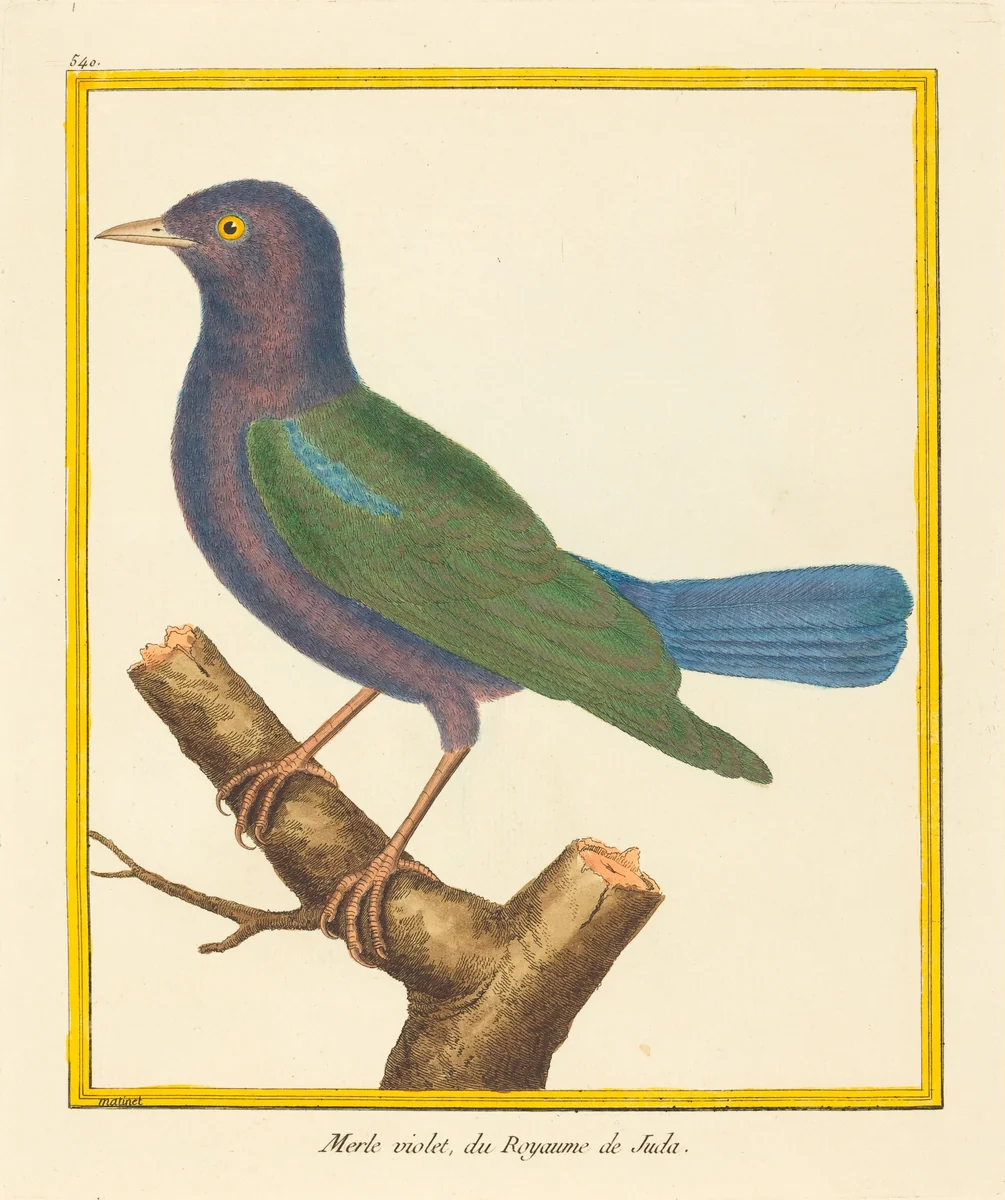 Merle Violet, du Royaume de Juda by Matinet, print, 1719-1810