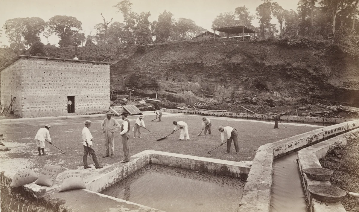 Drying Coffee Berries on the Patio, Las Nubes by Eadweard Muybridge, photograph, 1875
