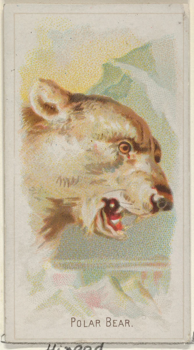 Polar Bear, from the Wild Animals of the World series (N25) for Allen & Ginter Cigarettes by Allen & Ginter, print, 1888