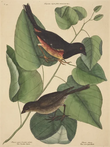 The Towhe Bird (Fringilla erythrophthalma) by Mark Catesby, print, 1754