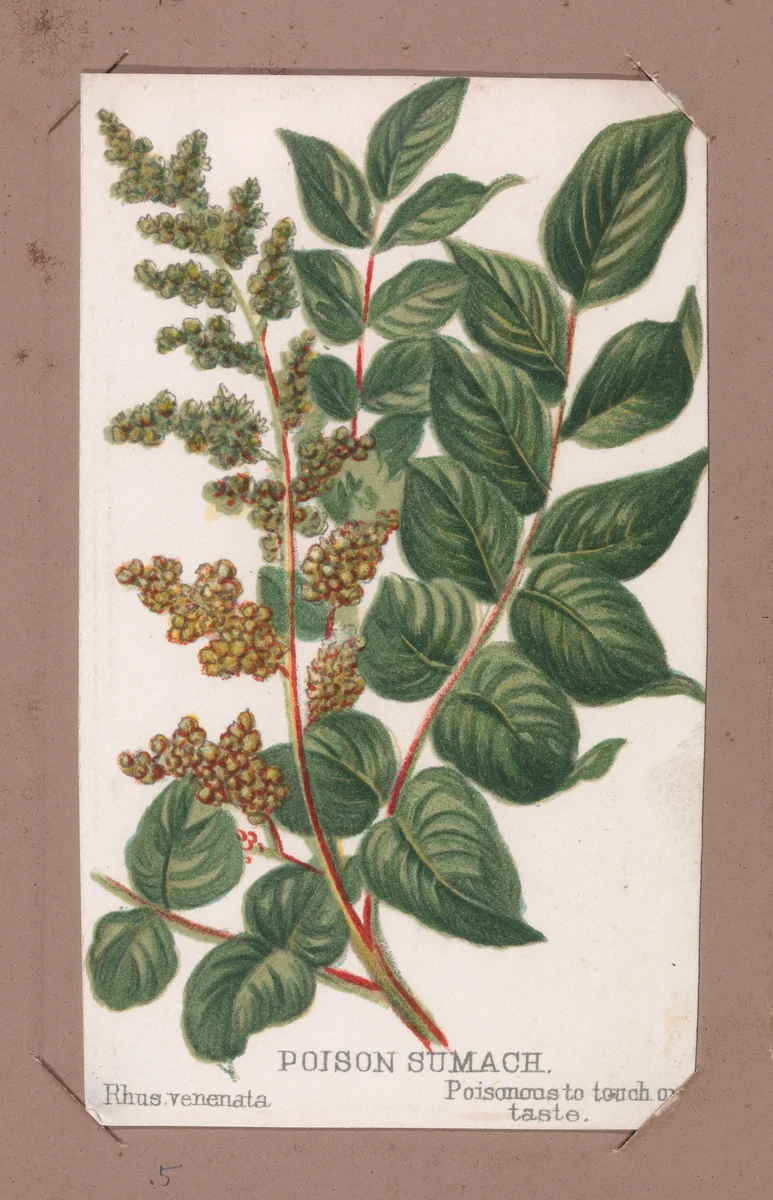 Poison Sumach from the Plants series by Louis Prang & Co., print, 1862-1869