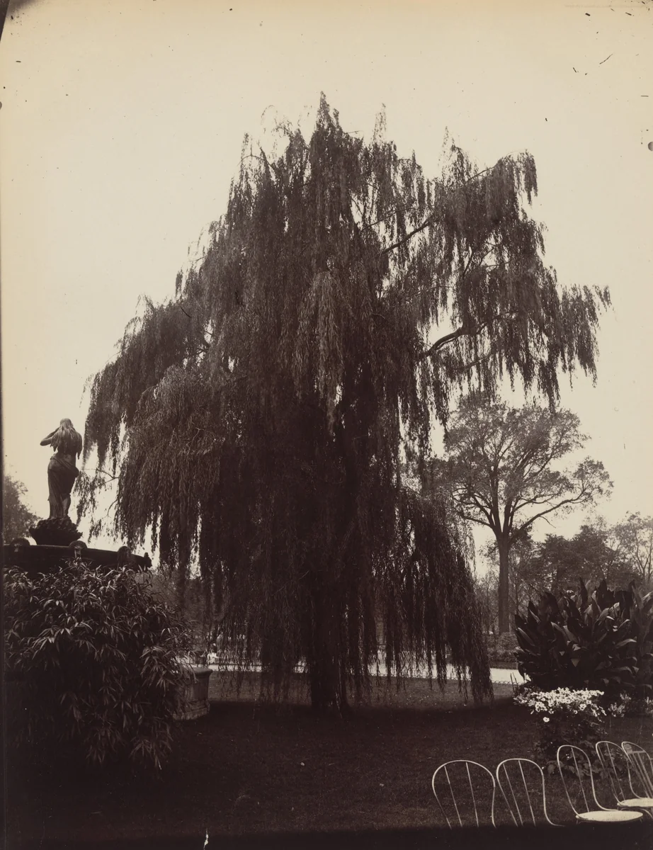 Saule Pleureur by Eugène Atget, photograph, 1900