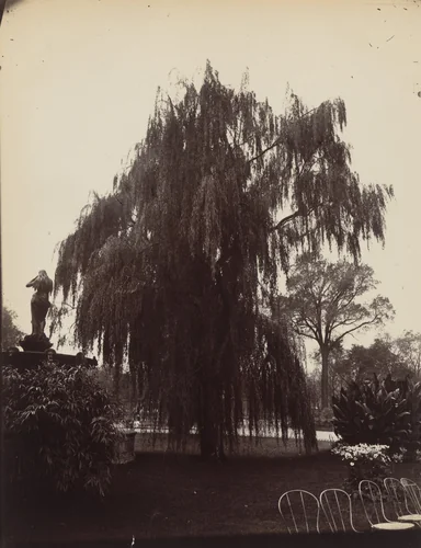 Saule Pleureur by Eugène Atget, photograph, 1900