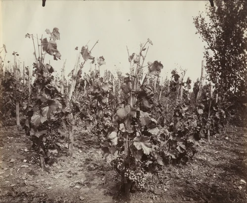 Vignes by Eugène Atget, photograph, 1919