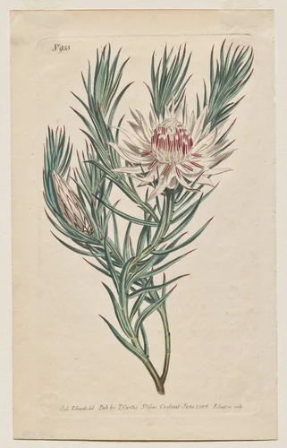 The Botanical Magazine or Flower Garden Displayed: Plate 933, Protea mucronifolia. Dagger-Leaved Protea. [Protea odorata] by Francis Sansom, print, 1806