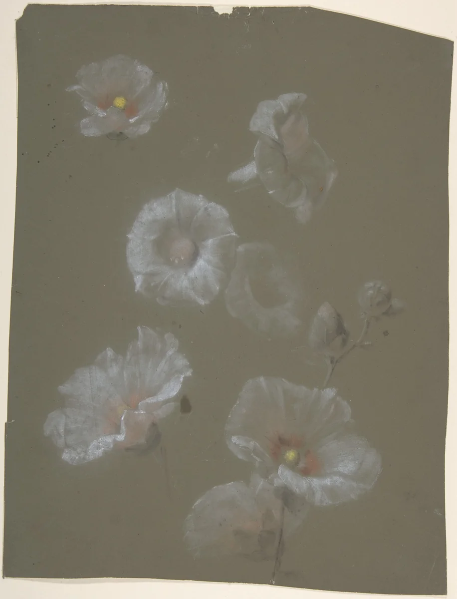 White Hollyhocks by Antoine Berjon, drawing, 1770-1843
