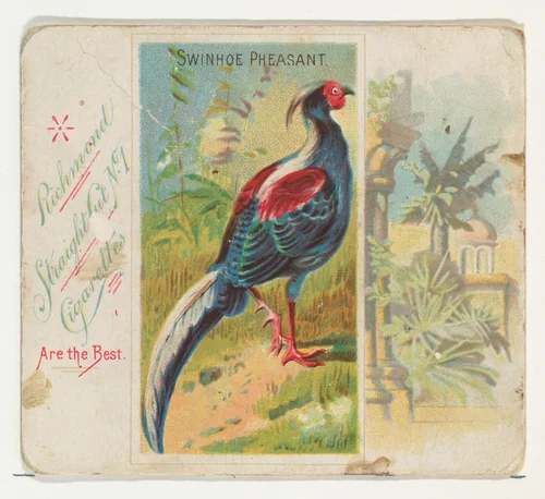 Swinhoe Pheasant, from Birds of the Tropics series (N38) for Allen & Ginter Cigarettes by Allen & Ginter, print, 1889