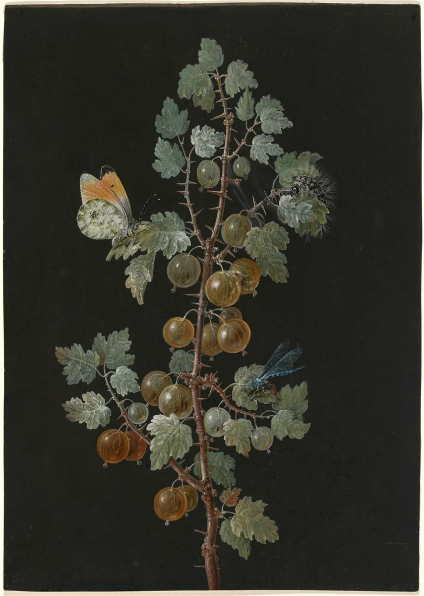 A Branch of Gooseberries with a Dragonfly, an Orange-Tip Butterfly, and a Caterpillar by Barbara Dietzsch, drawing, 1725-1783