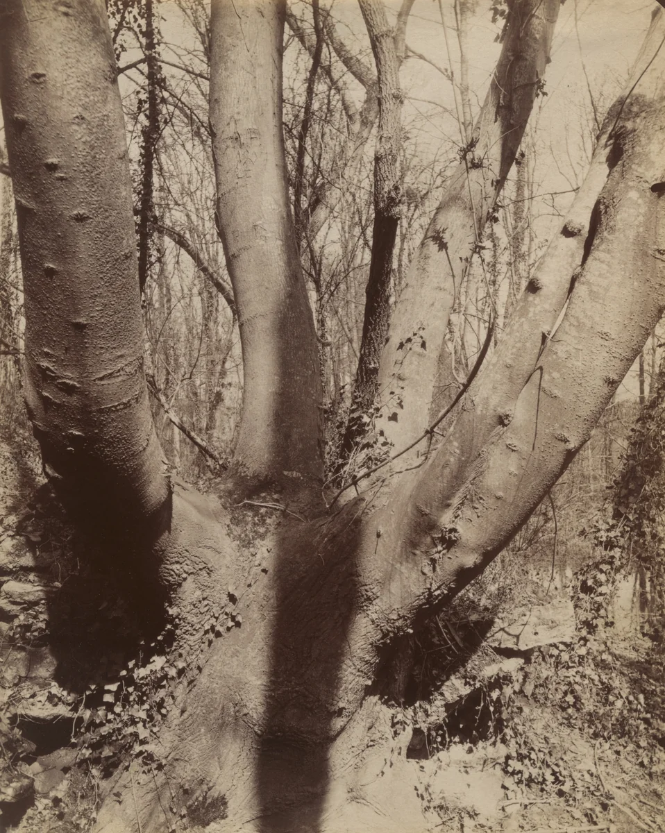 Villeneuve-l'Étang by Eugène Atget, photograph, 1910