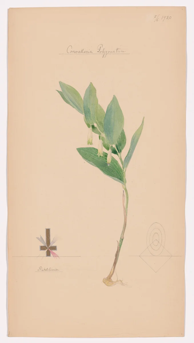 Polygonatum odoratum (Angular Solomon’s Seal). Sheet 40 from the portfolio Nature Studies by Hilma af Klint, drawing, 1920