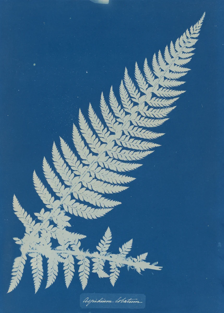 Aspidium Lobatium by Anna Atkins, photograph, 1853