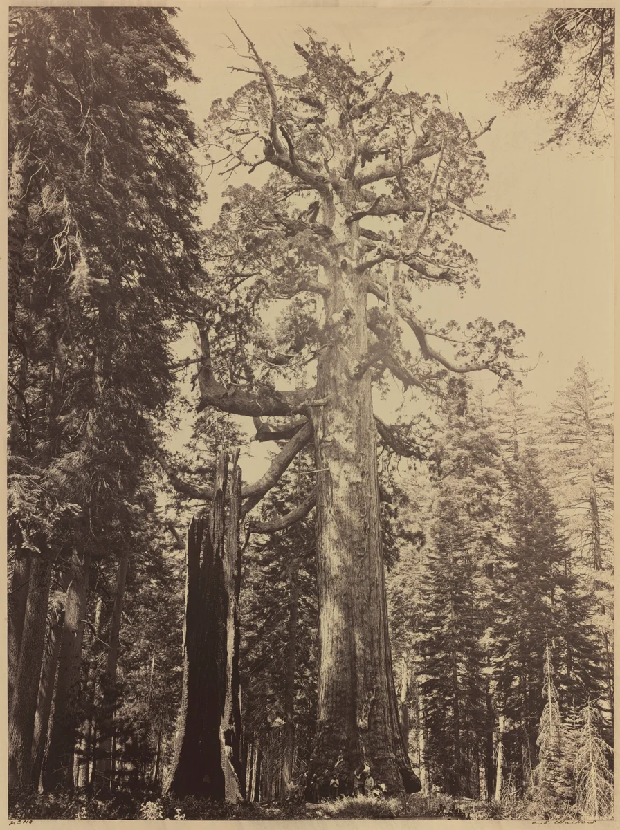 Grizzly Giant, Mariposa Grove by Carleton E. Watkins, photograph, 1861