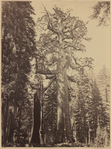 Grizzly Giant, Mariposa Grove by Carleton E. Watkins, photograph, 1861