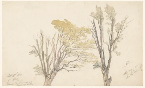 Twee boomstudies by Aaron Penley, drawing, 1850