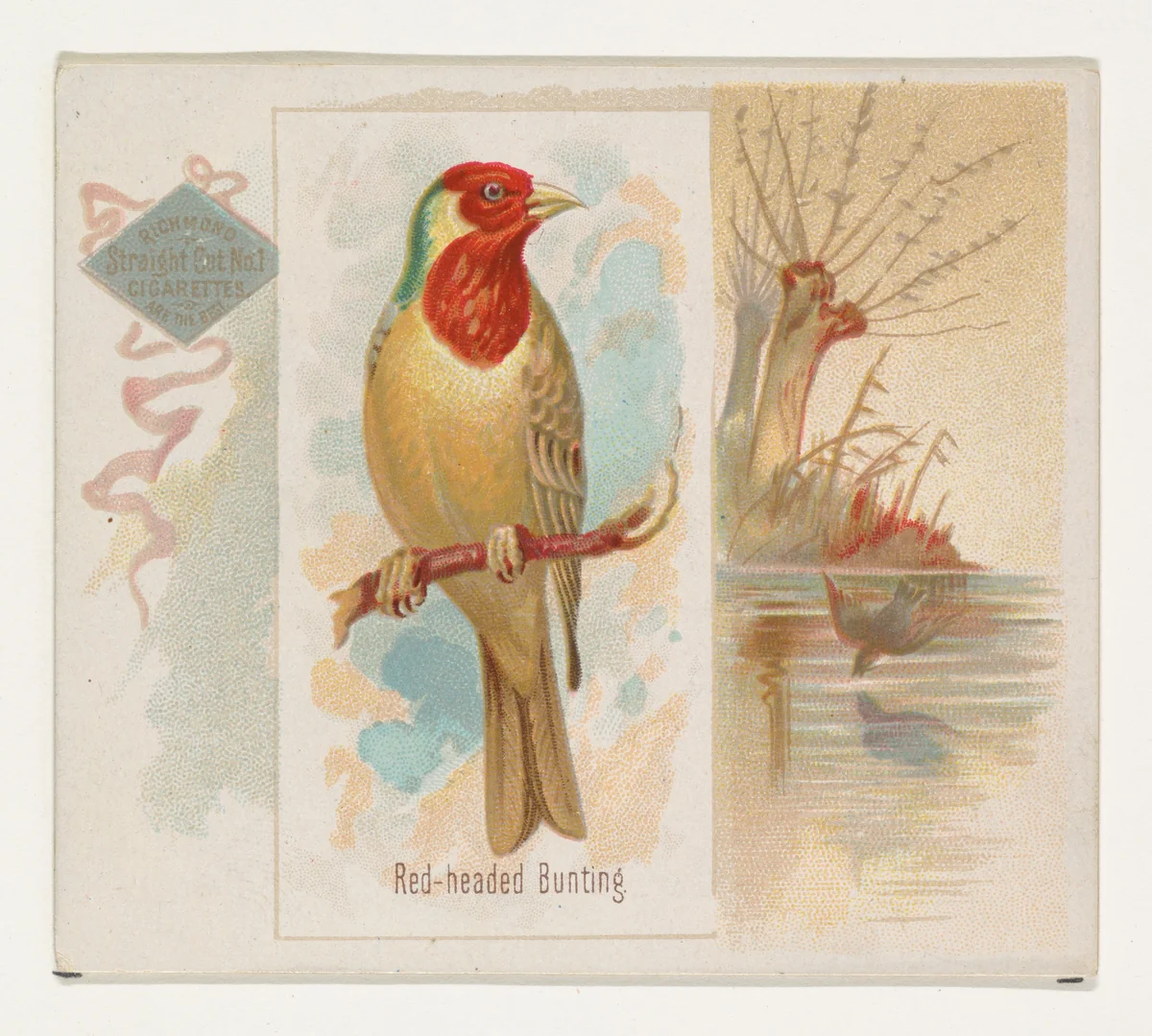 Red-headed Bunting, from the Song Birds of the World series (N42) for Allen & Ginter Cigarettes by Allen & Ginter, print, 1890