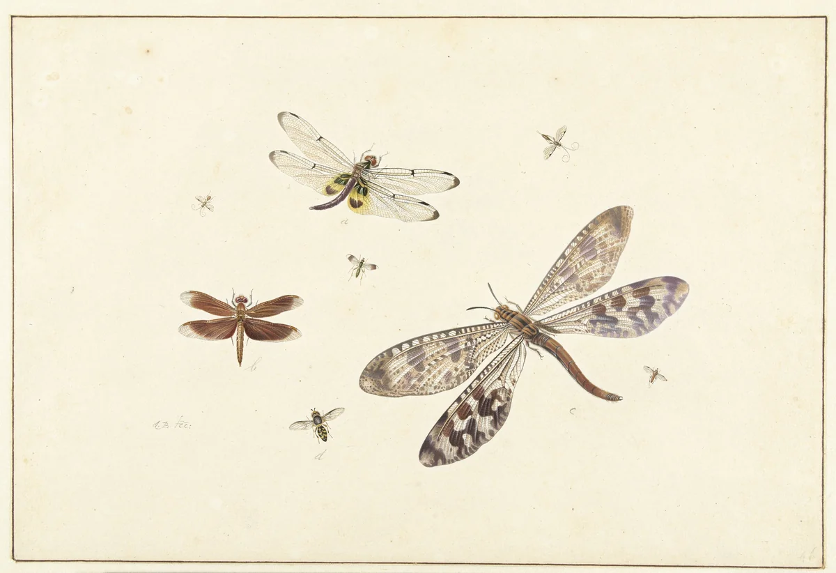 Twee libellen, een mierenleeuw en vijf kleinere insecten by Johannes Bronkhorst, drawing, 1685-1727