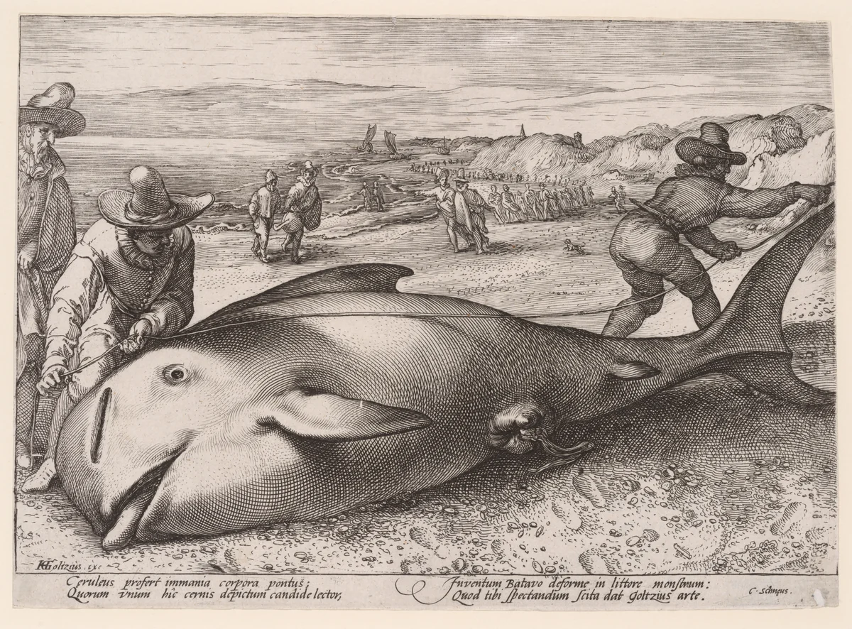 A beached pilot whale near Zandvoort on 21 November, 1594 by Hendrick Goltzius, print, 1594