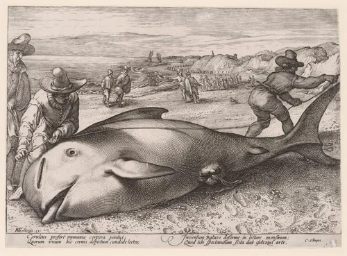 A beached pilot whale near Zandvoort on 21 November, 1594 by Hendrick Goltzius, print, 1594