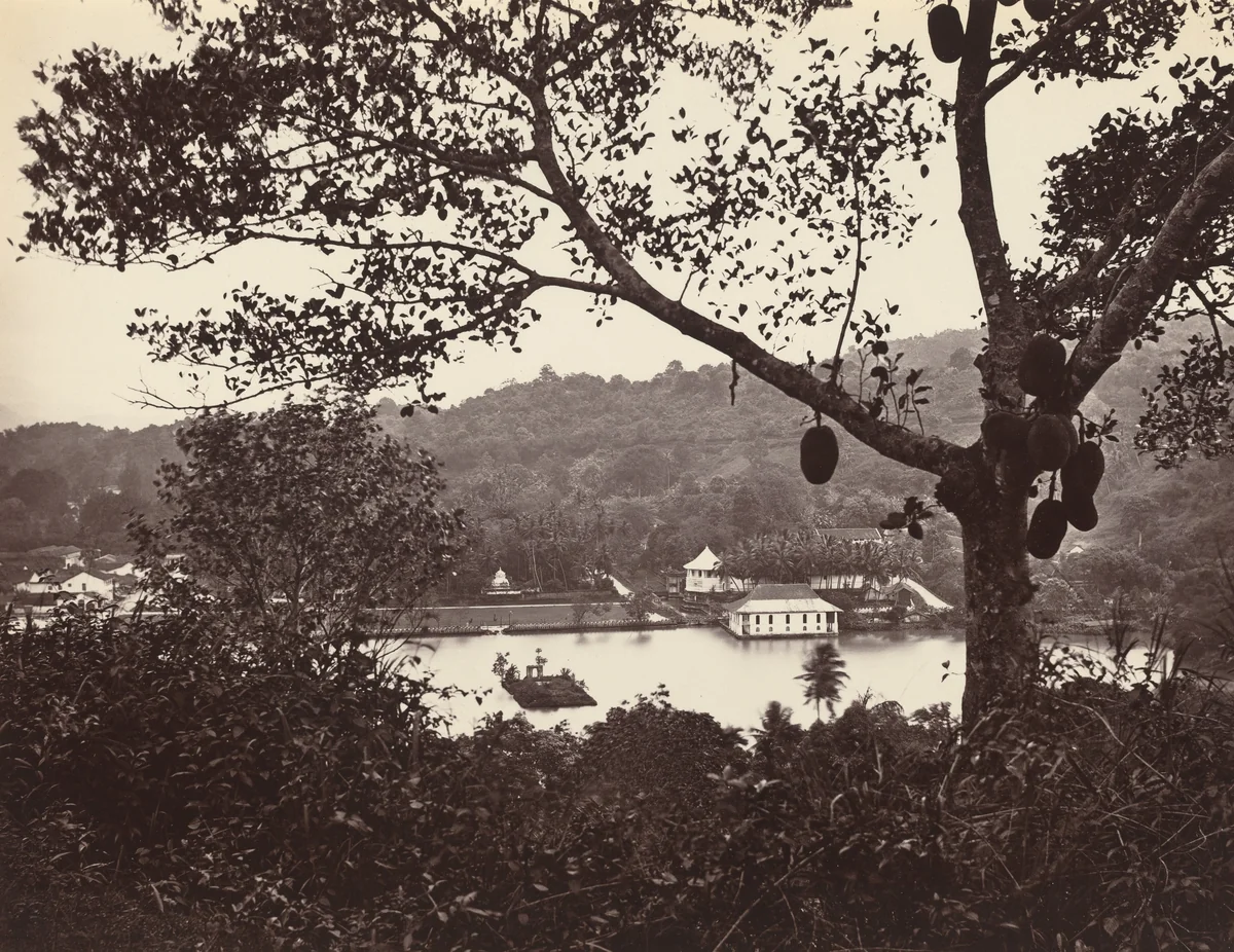 A Peep from Upper Lake Road showing Temple and Island with Park -- fruit tree in foreground by Samuel Bourne, photograph, 1865