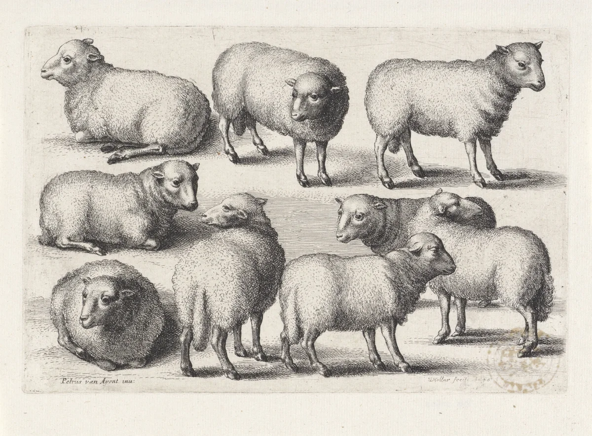 Negen schapen by Wenceslaus Hollar, print, 1646