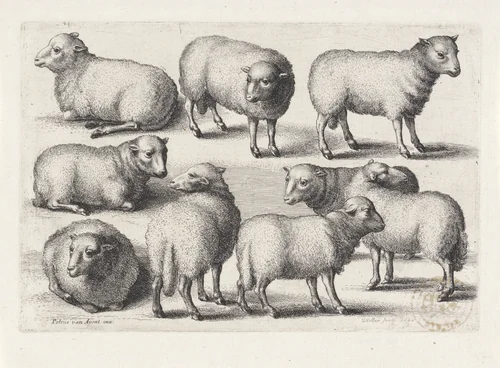 Negen schapen by Wenceslaus Hollar, print, 1646
