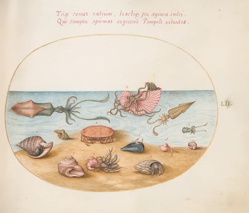 Plate 52: An Argonaut, Squid, Hermit Crabs, Shells, and a Crab by Joris Hoefnagel, drawing, 1570-1599