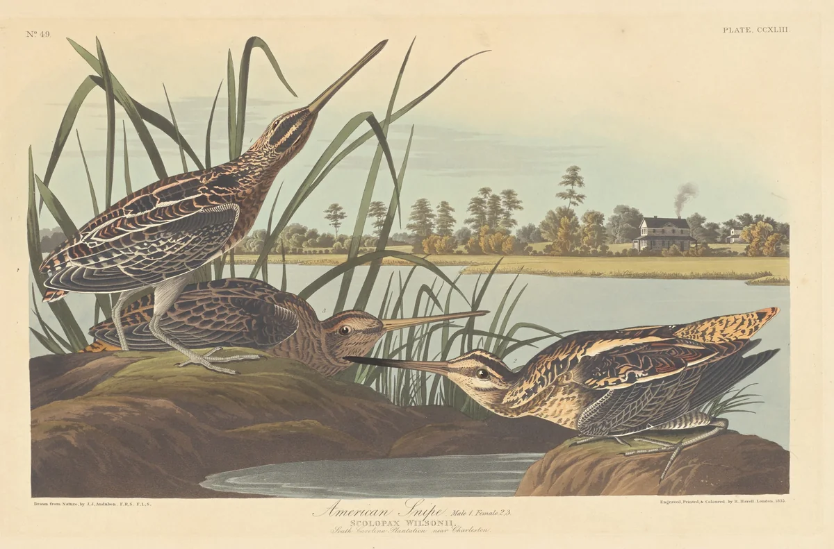 American Snipe by Robert Havell, Jr.; John James Audubon, print, 1835