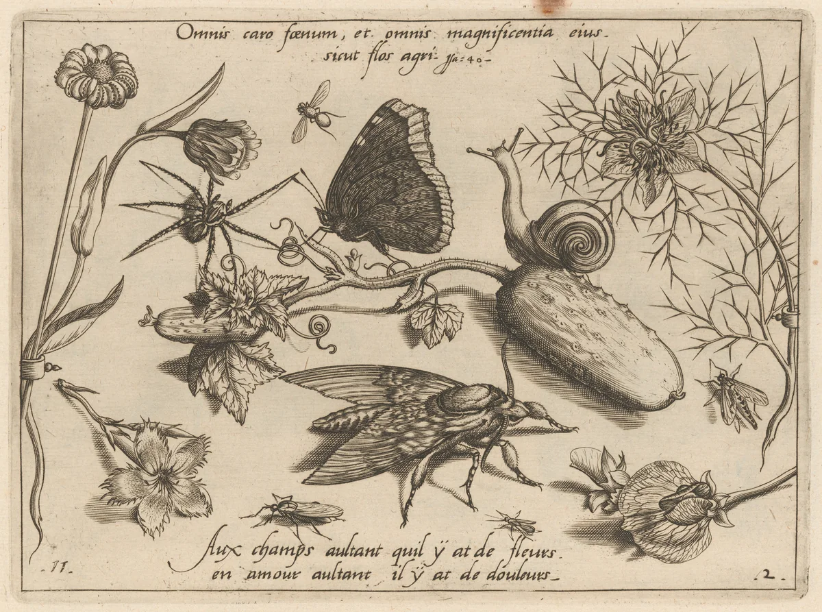 Archetypa studiaque patris Georgii Hoefnagelii [Part 2, Plate 11] by Jacob Hoefnagel; Joris Hoefnagel, print, 1592